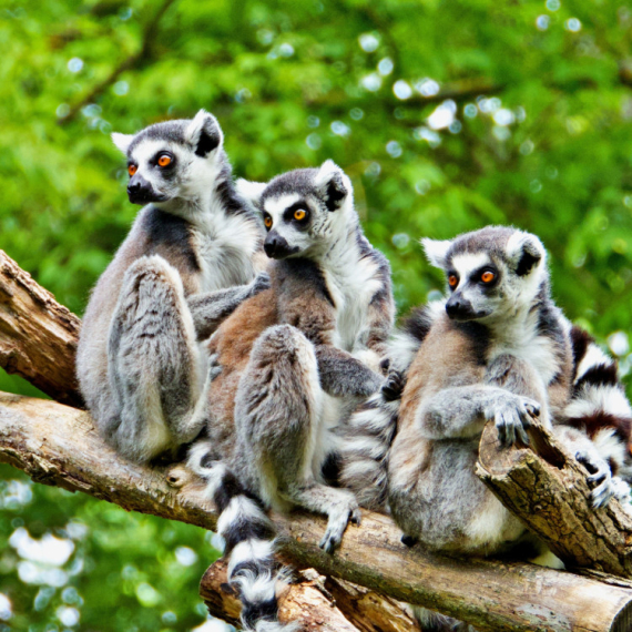 VELIKE OČI, DUG REP I NEVEROVATNE NAVIKE: Zašto su lemuri tako posebni? (VIDEO)