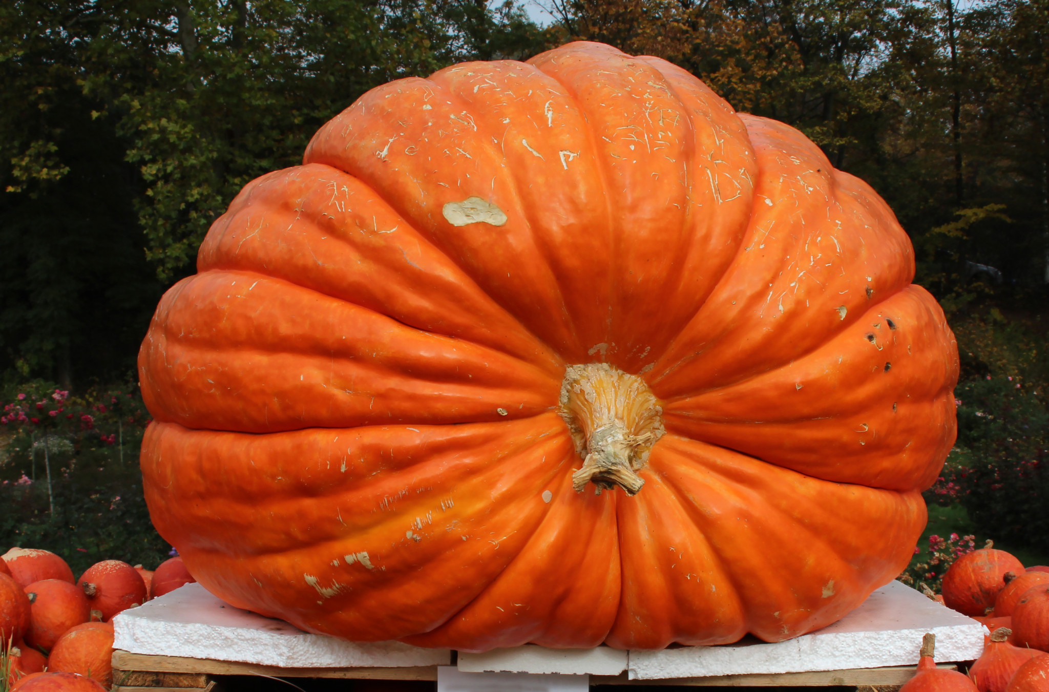 Koliko li je to u pitama: Najteža bundeva godine TEŠKA JE 651,5 KILOGRAMA!
