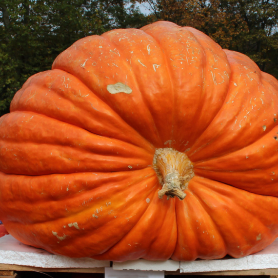Koliko li je to u pitama: Najteža bundeva godine TEŠKA JE 651,5 KILOGRAMA!
