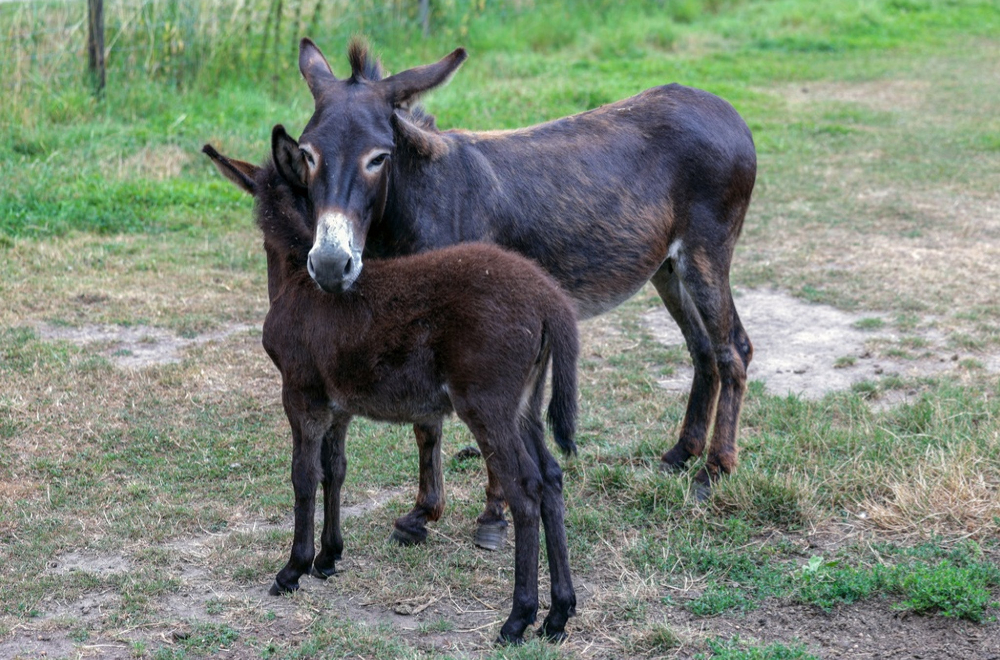 Magarci su mnogo inteligentniji i osećajniji nego što mislimo: 10 zanimljivih činjenica o ovim životinjama