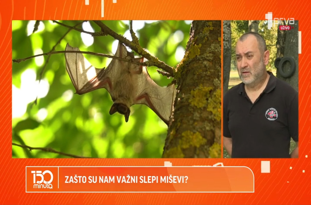 Zašto su važni slepi miševi i da li možemo da ih zaštitimo?