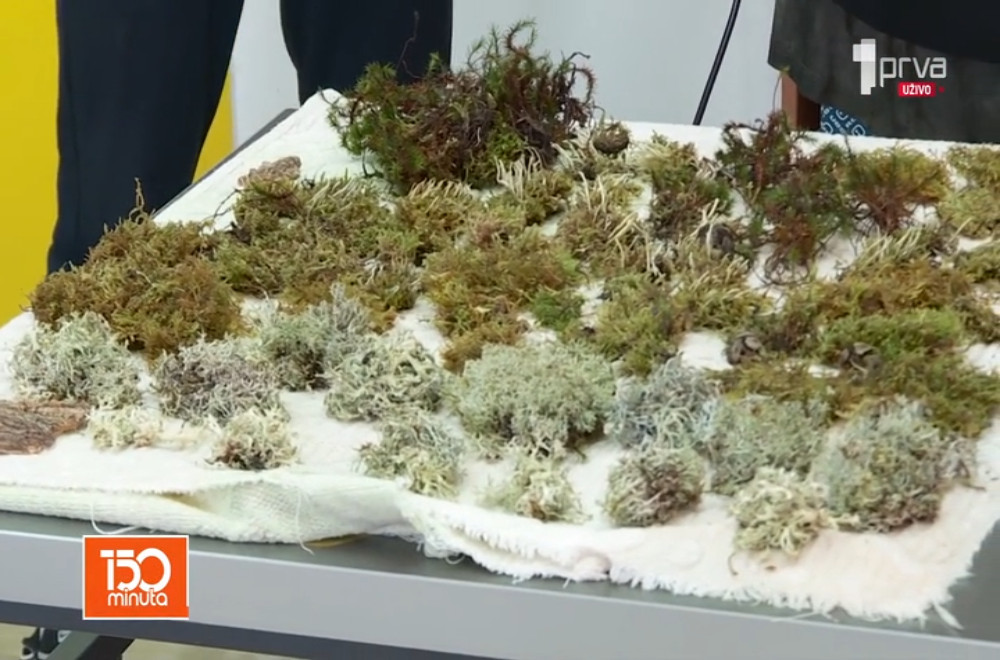 Donosimo vam trikove kako da od mahovine napravite novogodišnje ukrase