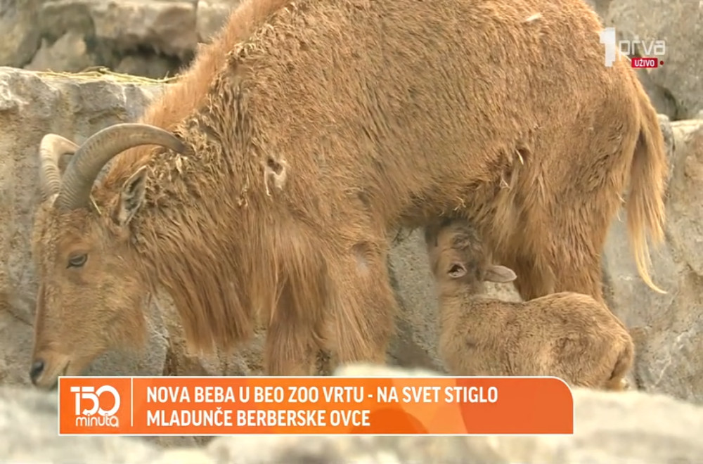 U Beo Zoo vrt stigla prinova!