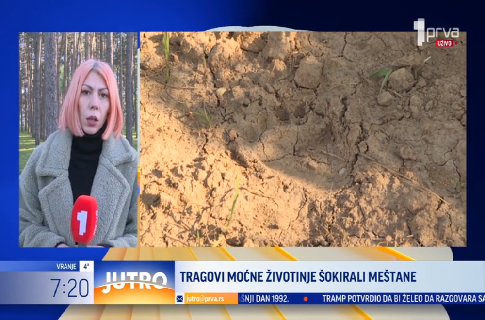Medved u Pocerini prošetao ispred porodične kuće