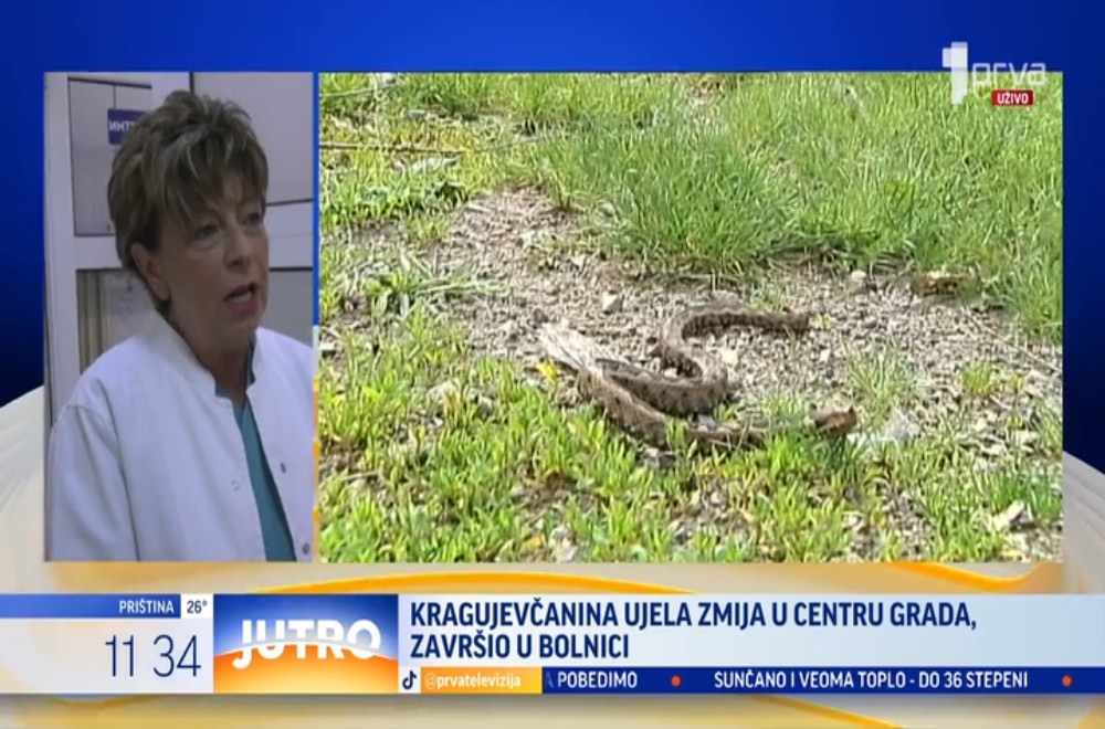 U glavnoj ulici u Kragujevcu zmija je juče ugrizla prolaznika!