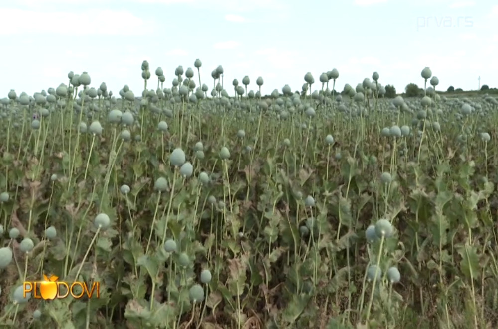 Plodovi - 23.08.2025.