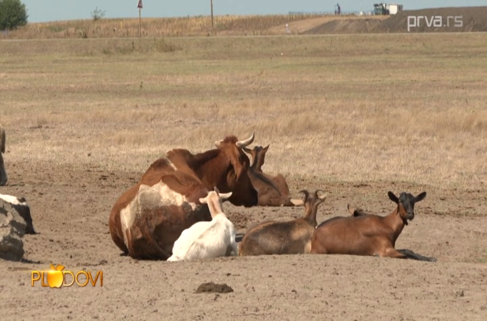 Plodovi - 06.09.2025.