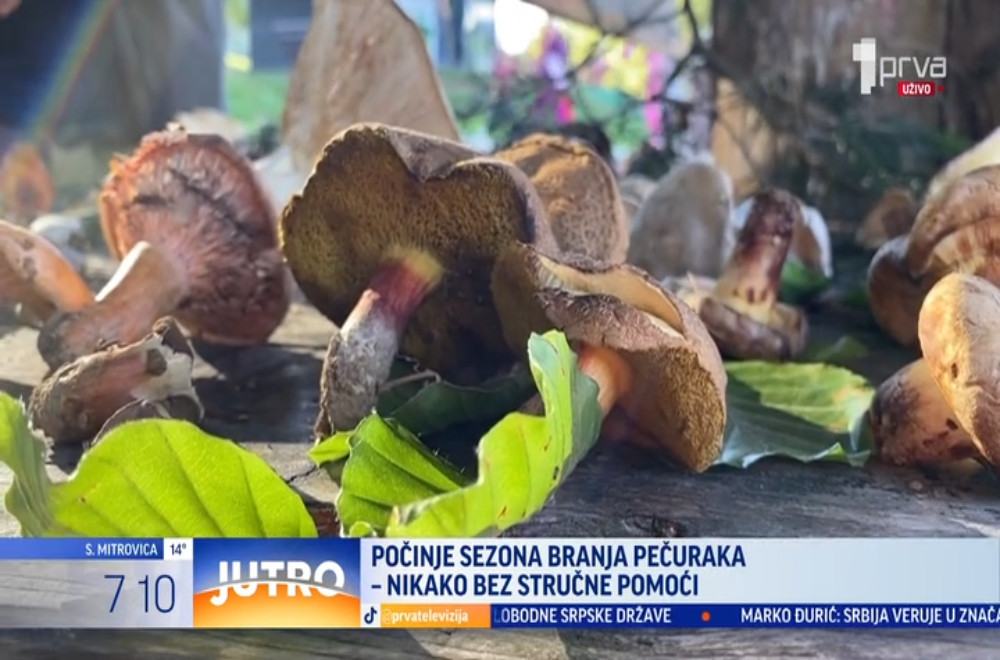 Da li je bezbedno da sami sakupljamo pečurke?