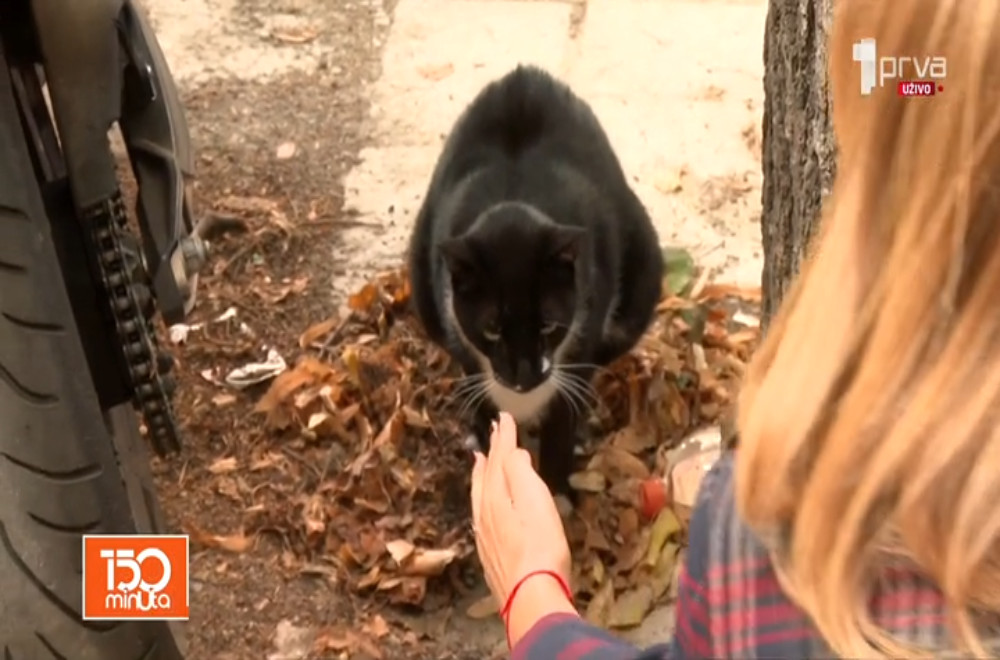 Beogradski mačak kao posebna atrakcija pojavio se na čuvenoj Gugl mapi