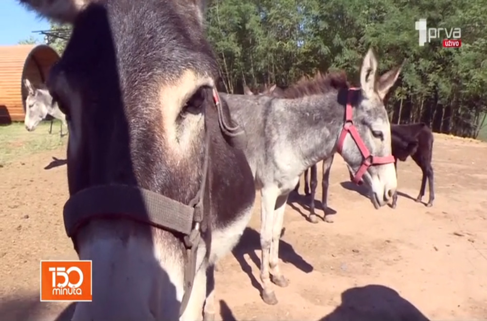 Porodica Ivković vrata svog doma otorila za sve posetioce koji žele da žive u skladu sa prirodom