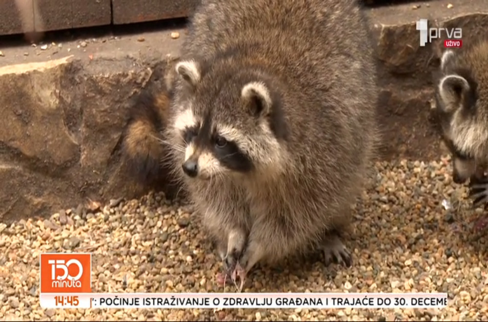 Da li znate kako žive rakuni?