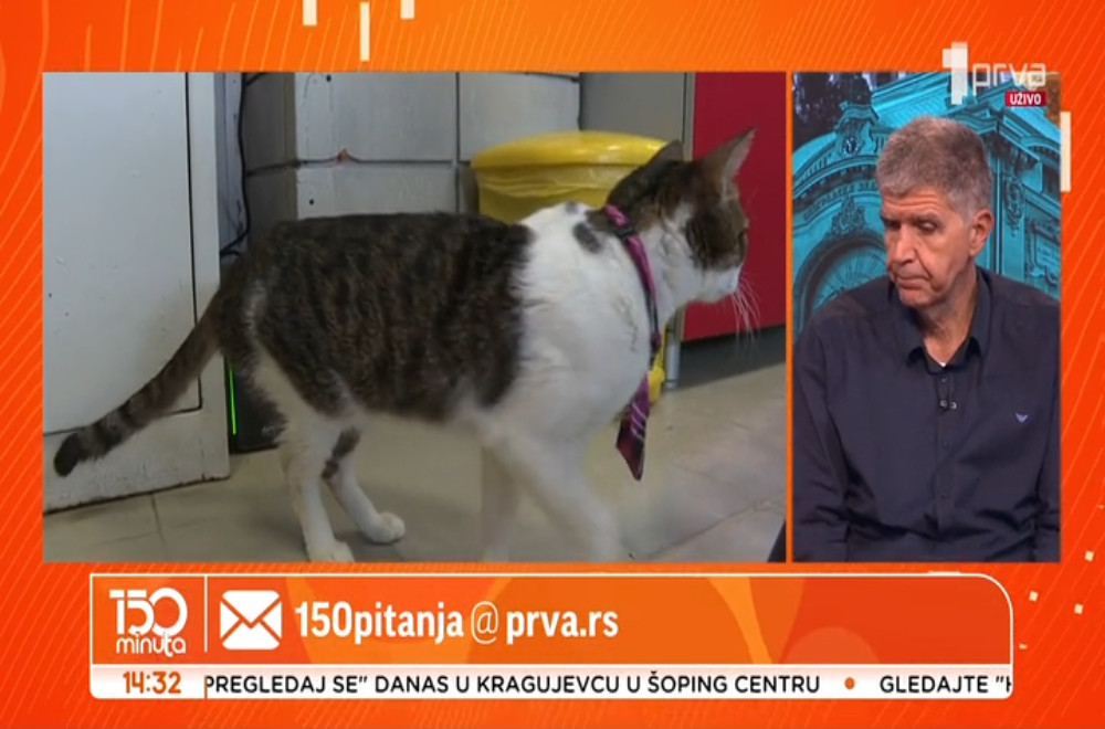 Da li kokoške sanjaju?