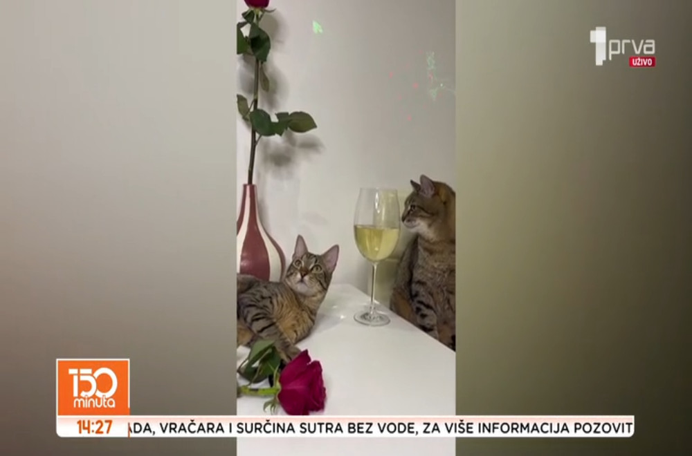 Na Novom Zelandu kućni ljubimci mogu nazdraviti jednim pićem