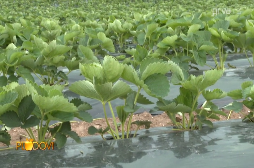 Plodovi - 18.10.2025.