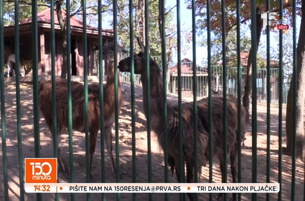 Preslatka prinova u Zoo vrtu