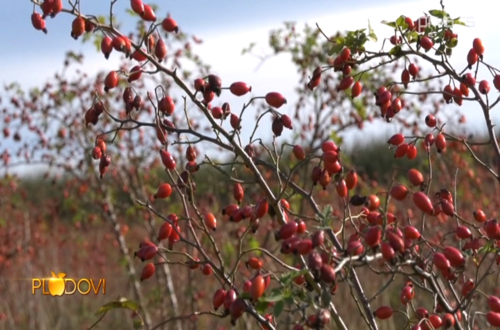 Plodovi - 25.10.2025.