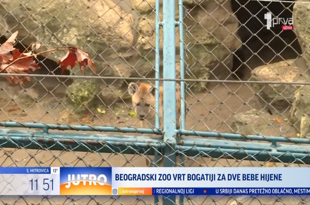 Životinjsko carstvo beogradskog Zoo vrta bogatije je za dve bebe hijene!