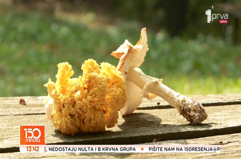 Gde i kako da kupujemo gljive?