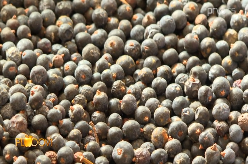 Plodovi - 01.11.2025.