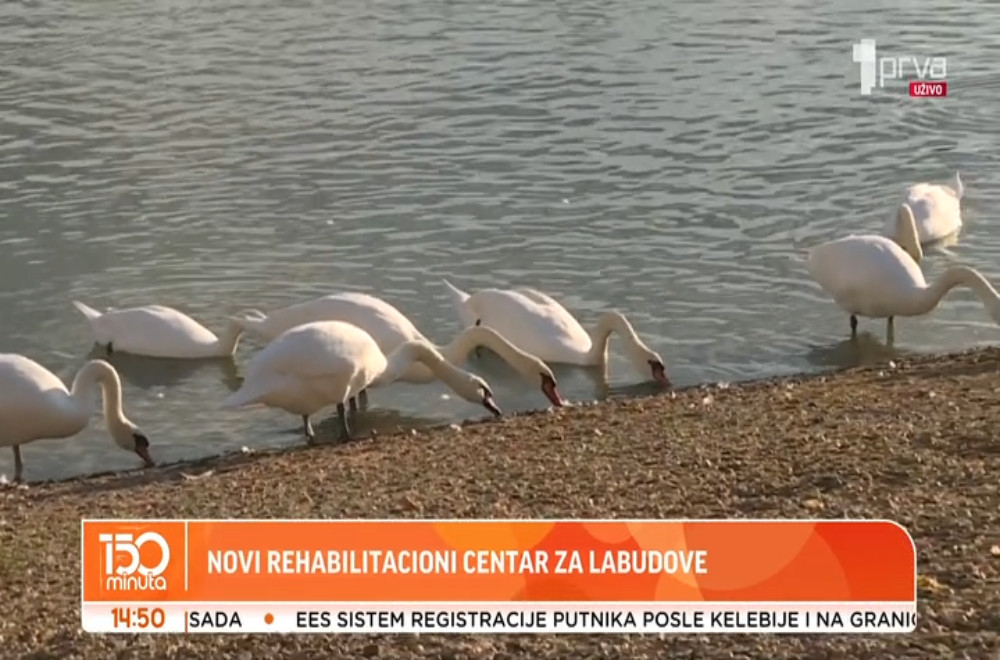 Novi rehabilitacioni centar za labudove
