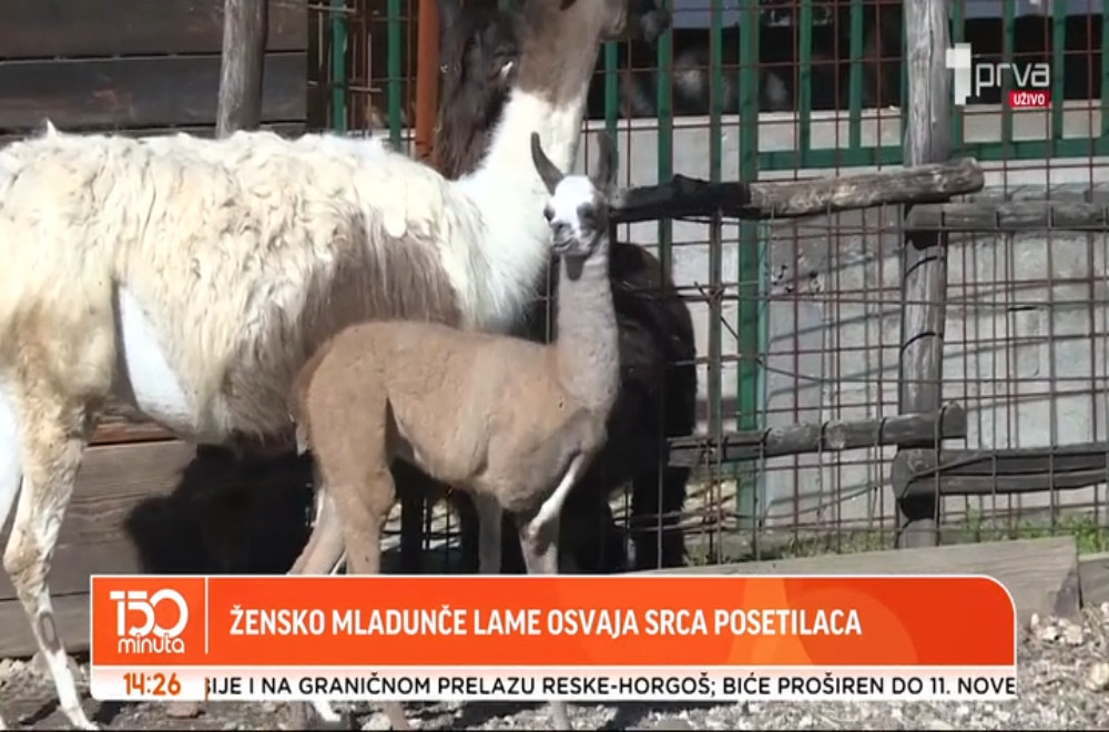 Družimo se sa lamama u Zoološkom vrtu u Jagodini