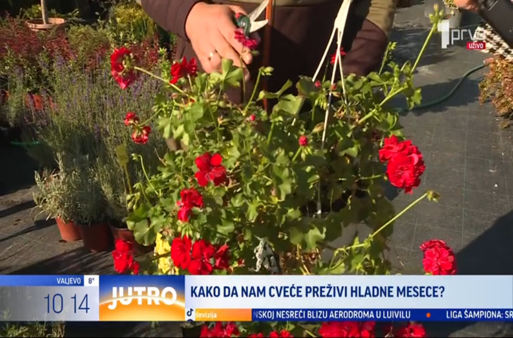 Koje cveće može da preživi jesen i zimu?