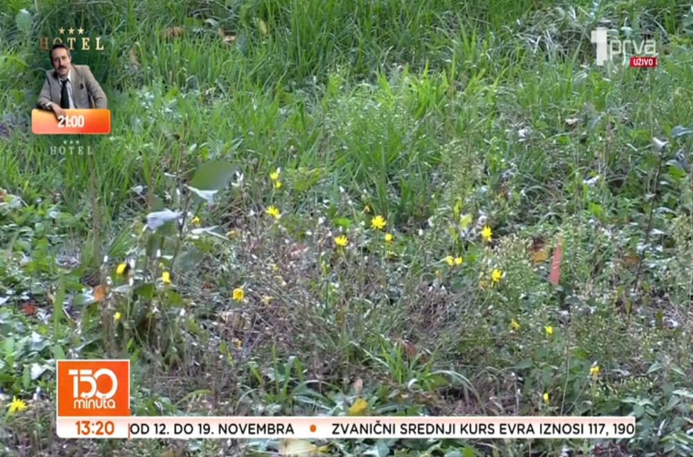 Natalijina ramonda - simbol sećanja, snage, obnove i večnog mira