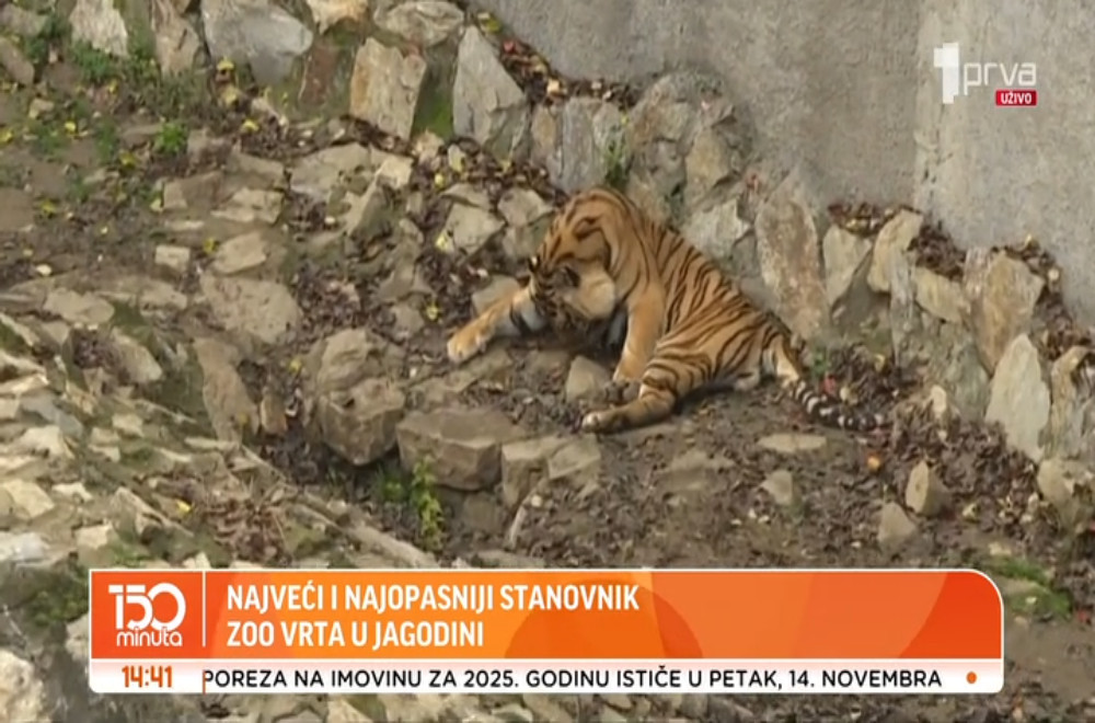 Koji je najopasniji stanovnik Zoo vrta u Jagodini?