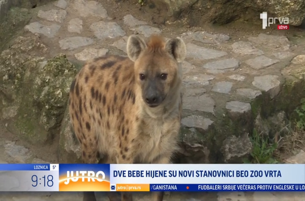 Ko su novi stanovnici Beo Zoo Vrta?