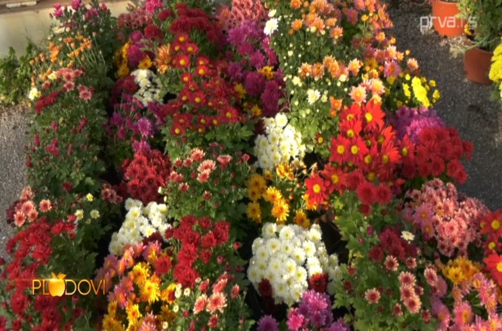 Plodovi - 15.11.2025.