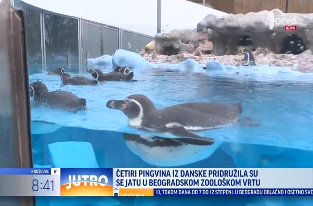 Beo zoo vrt ima četiri divne prinove