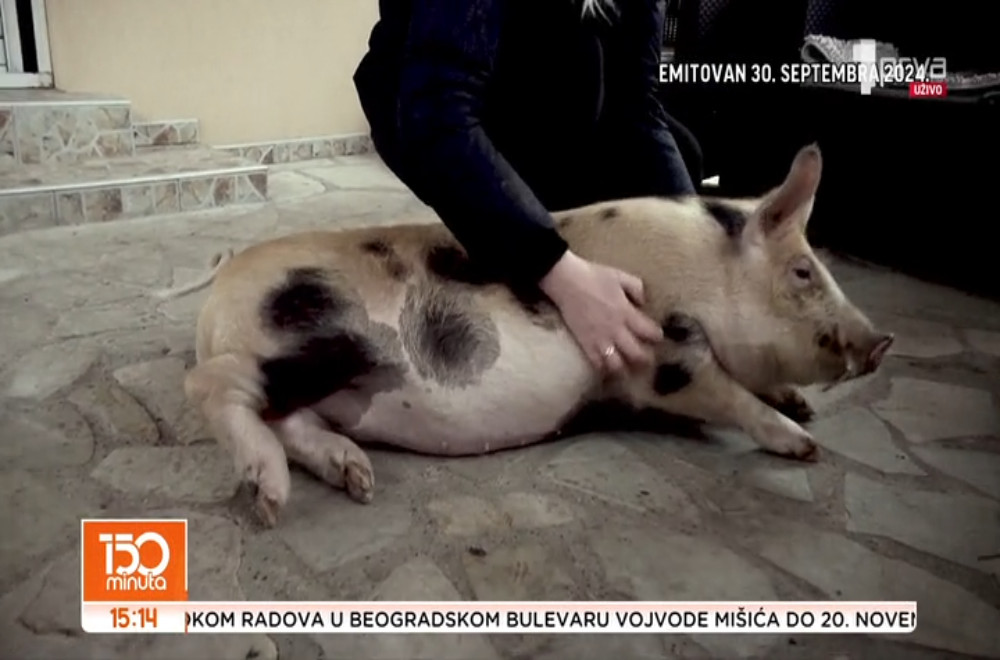 Gladnu i promrzlu, sigurne smrti spasila je porodica Bataveljić