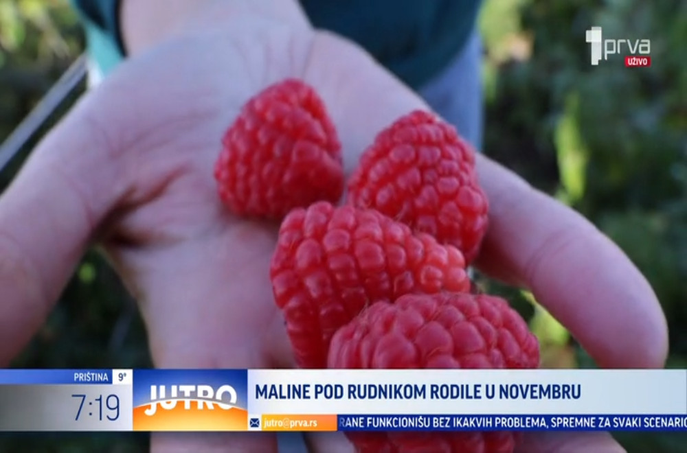 Maline su rodile i stigle za berbu u sred novembra!