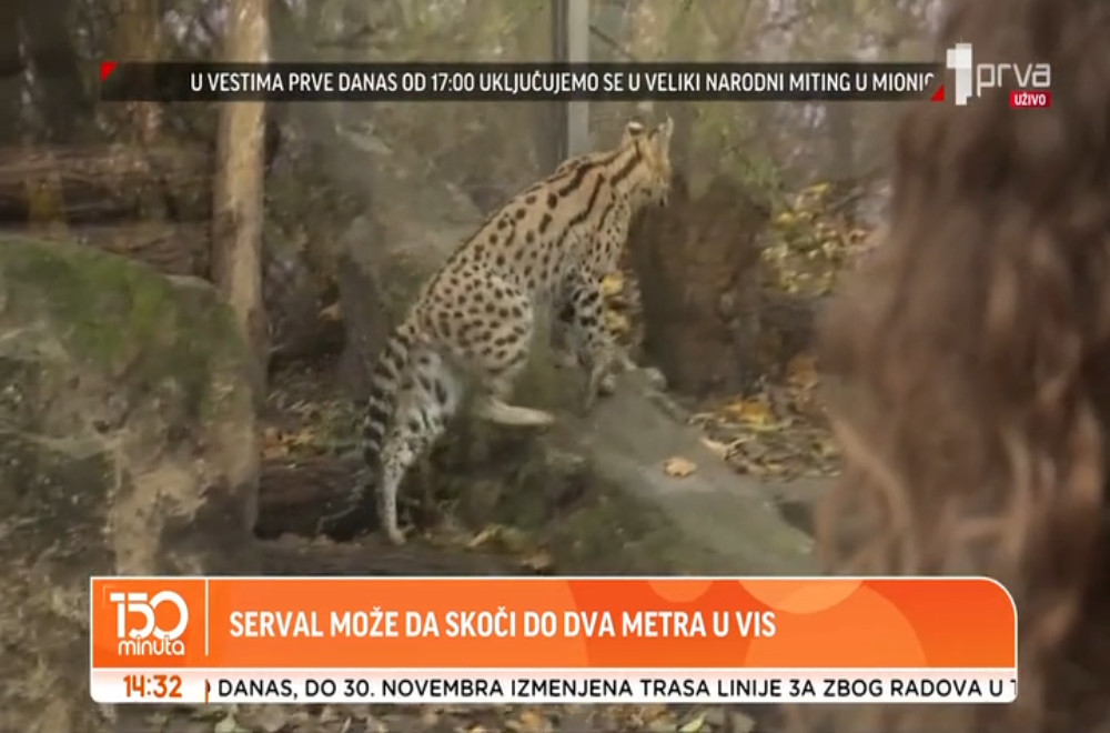 Prede kao kućna mačka, a najbrži je predator na planeti