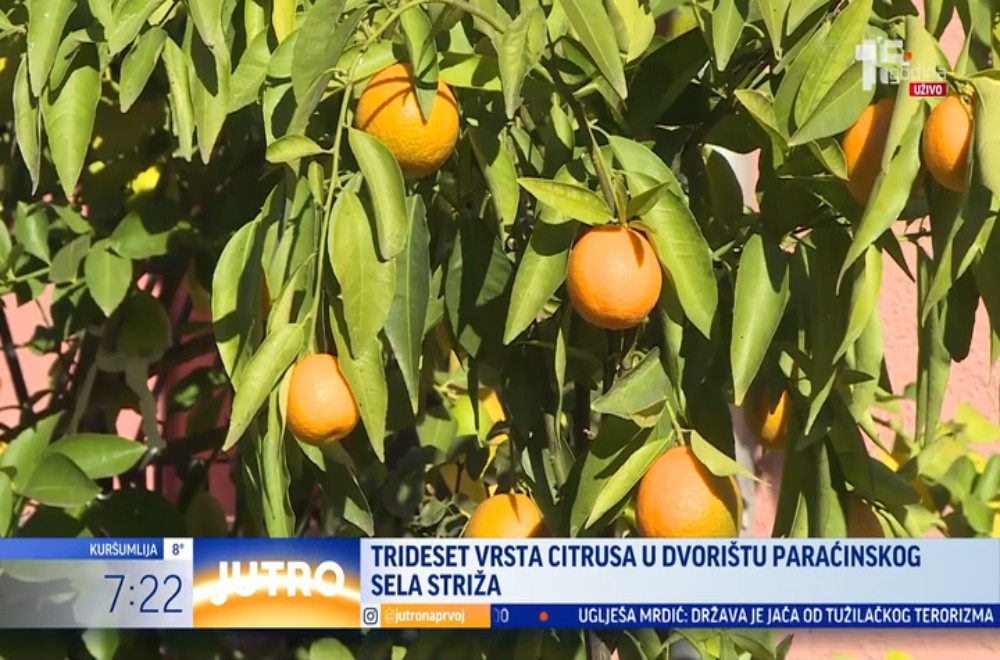 Upoznajte Zorana koji gaji oko tridesetak vrsta citrusa