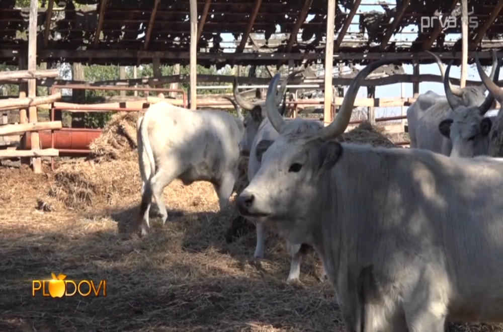 Plodovi - 29.11.2025.