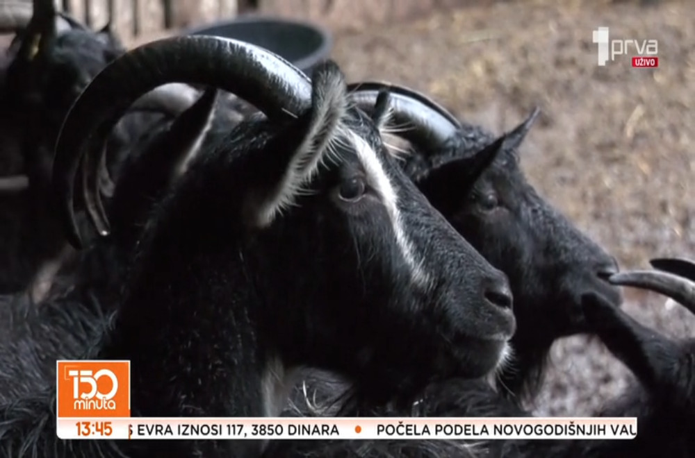 Balkanske koze osvojile šampionski pehar za lepotu i čistotu