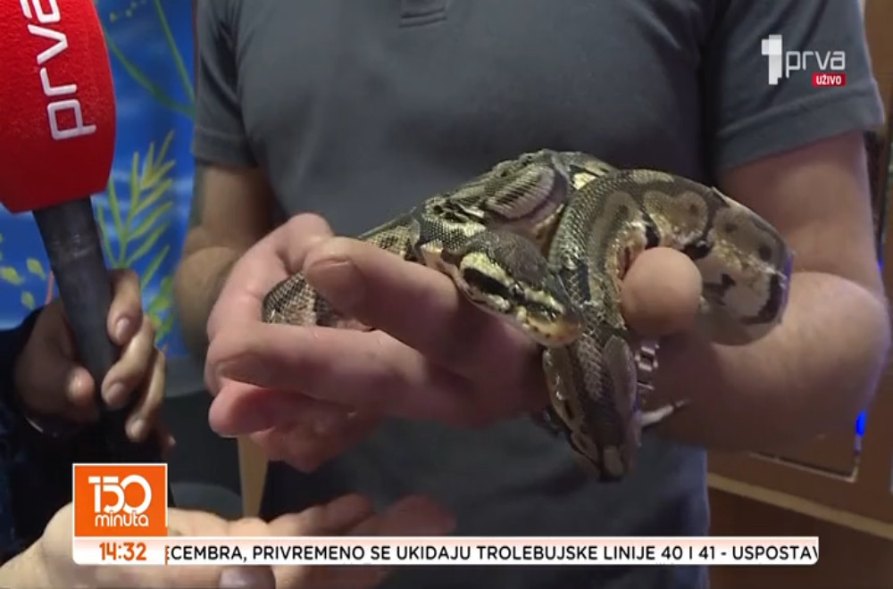 Šta rade zmije zimi?