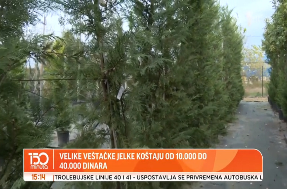 Novogodišnja jelka od tri metra ili polovan automobil za istu cenu?