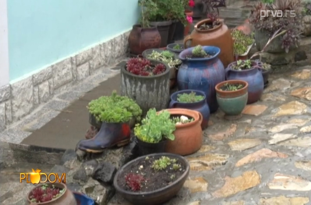 Plodovi - 06.12.2025.