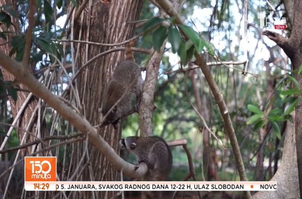 Kako izgleda kada rakun odluči da se malo zabavi?