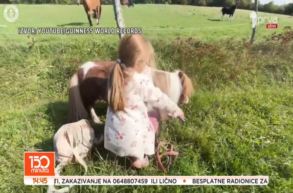 Možete li da zamislite najnižeg konja na svetu?