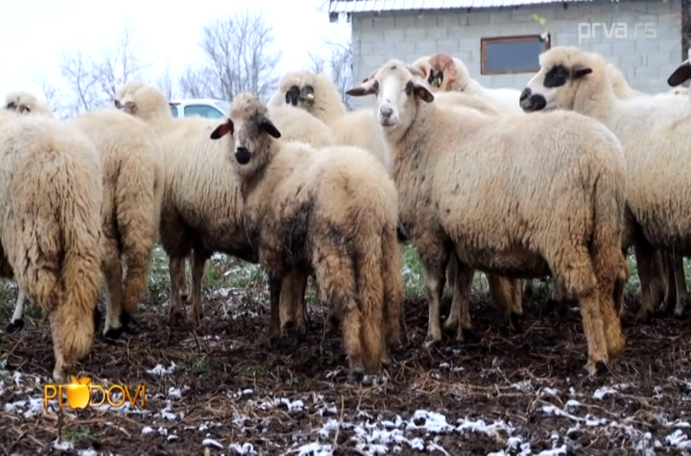 Plodovi - 13.12.2025.