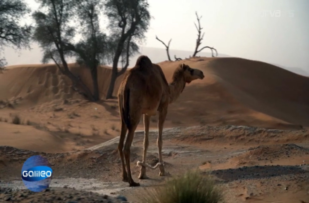 Galileo - 13.12.2025: Zašto se gosti u Dubaiju rasteruju mirisom?