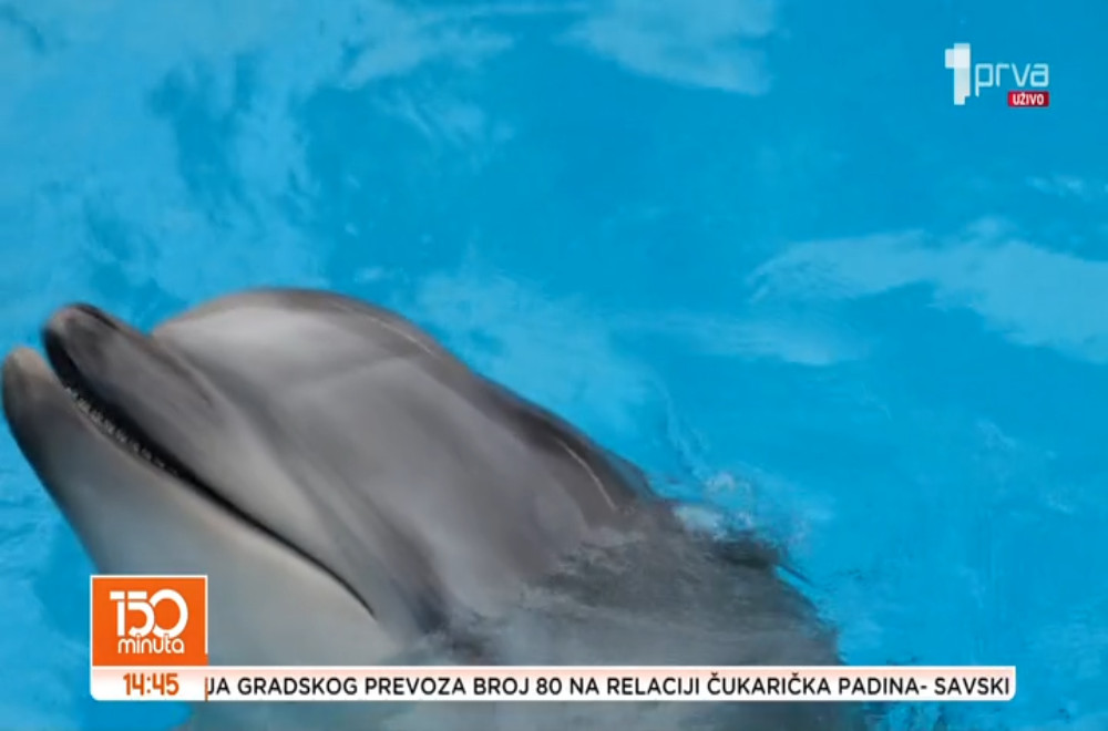 Kako delfini razgovaraju?