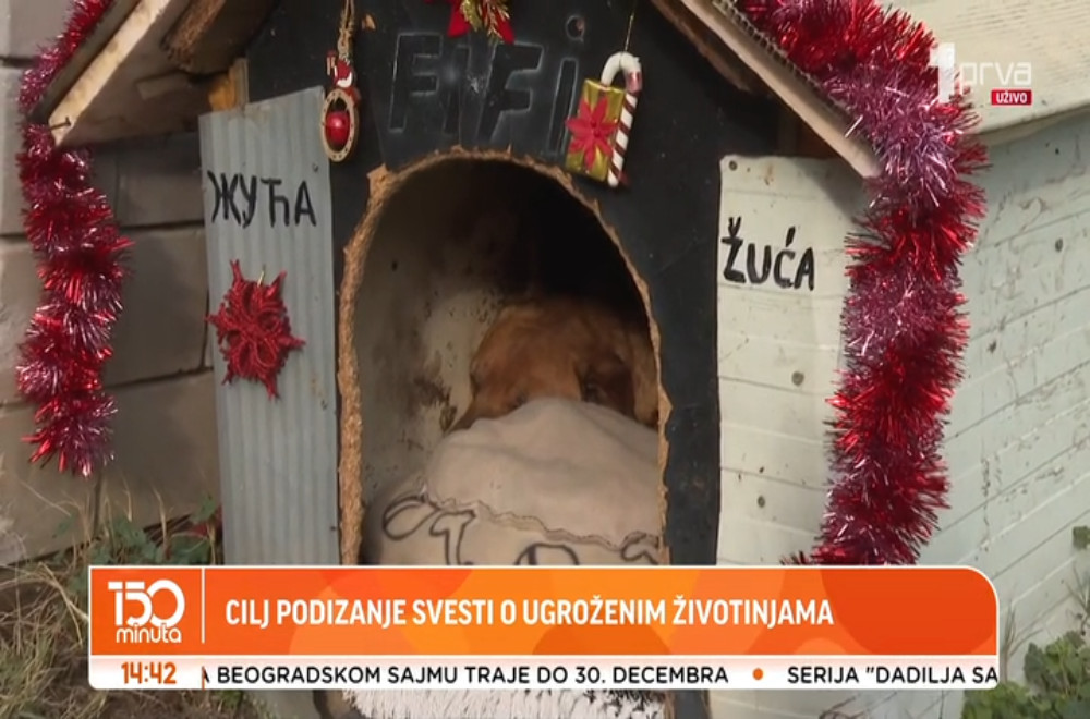 Pomozite psima sa ulice da prežive zimu