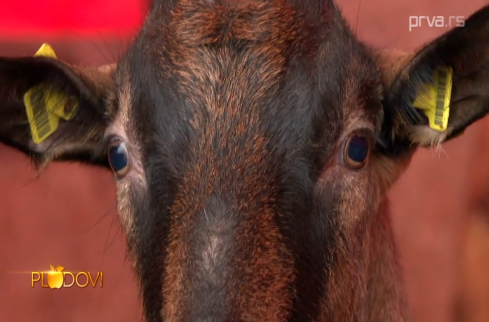 Plodovi - 20.12.2025.