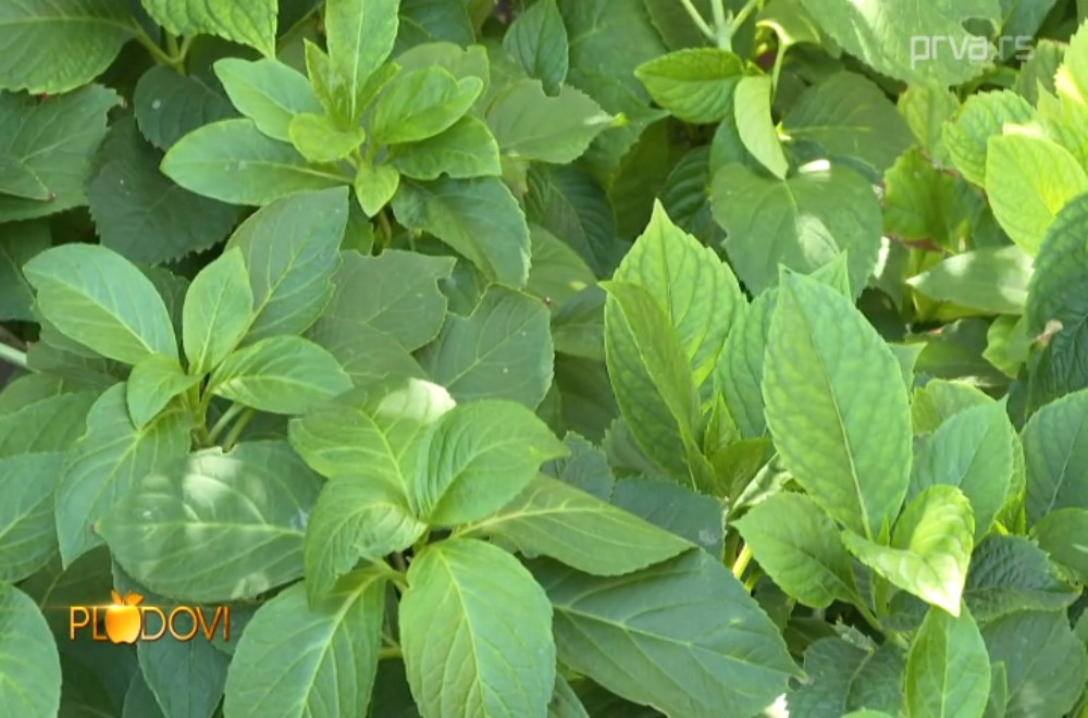 Plodovi - 03.01.2026.