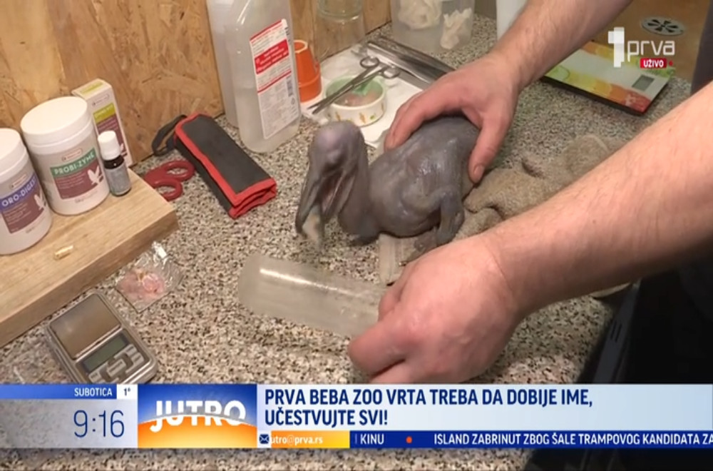 Upoznajte prvu bebu rođenu u 2026 u Beogradskom zoološkom vrtu