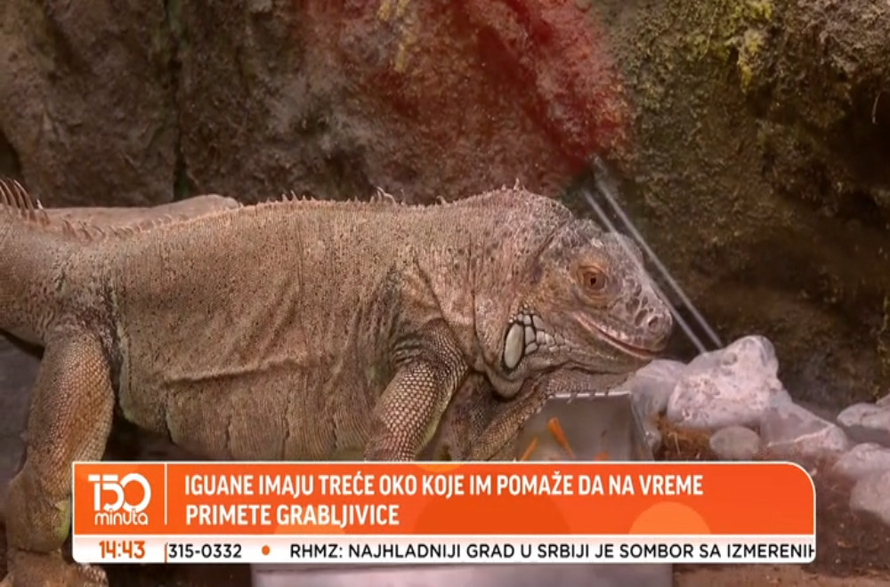 Da li ste znali da postoji životinja koja ima „treće oko“?